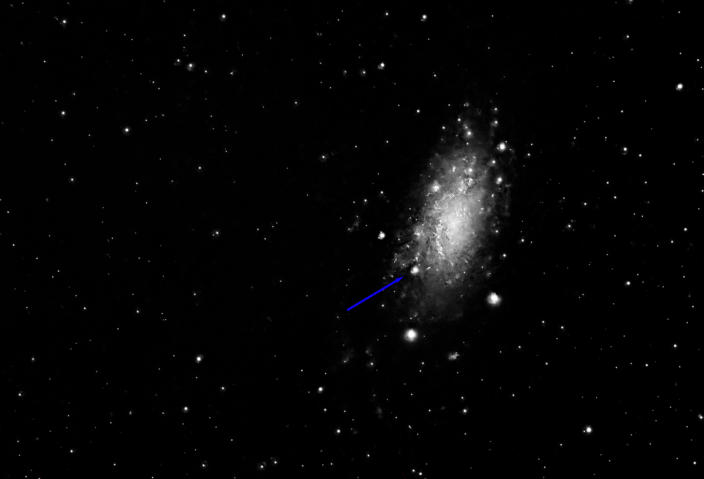 Supernova (SN 2024ggi), 22 million light-years distant in galaxy NGC 3621, first observed during April 2024 by Very Large Telescope (VLT) in Chile, a Type II supernova from a red supergiant star. Arrow points to supernova.