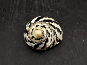 A detailed photograph of Cittarium pica shell found in Barbados, showcasing its perfect geometric spiral pattern.