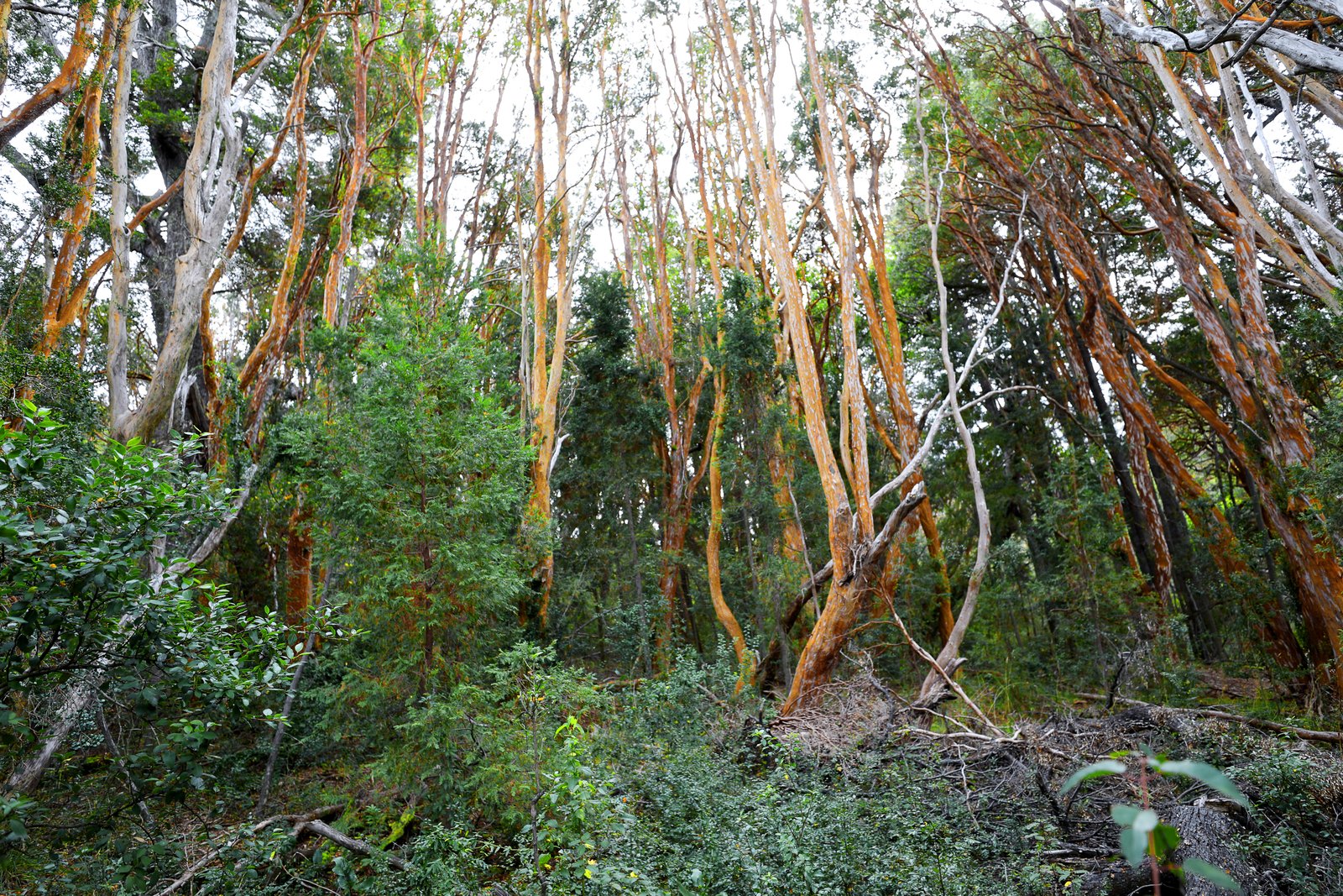 Los Arrayanes National Park, Argentina
