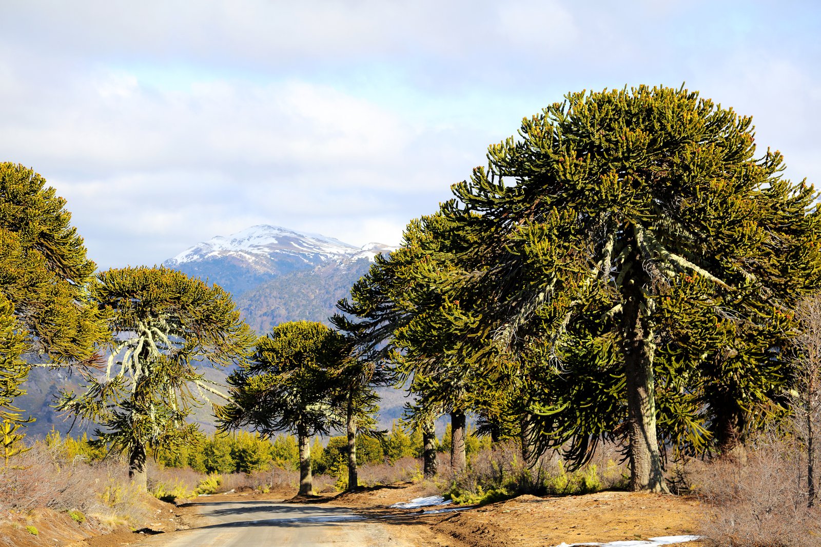 Pehuén Forests, Argentina