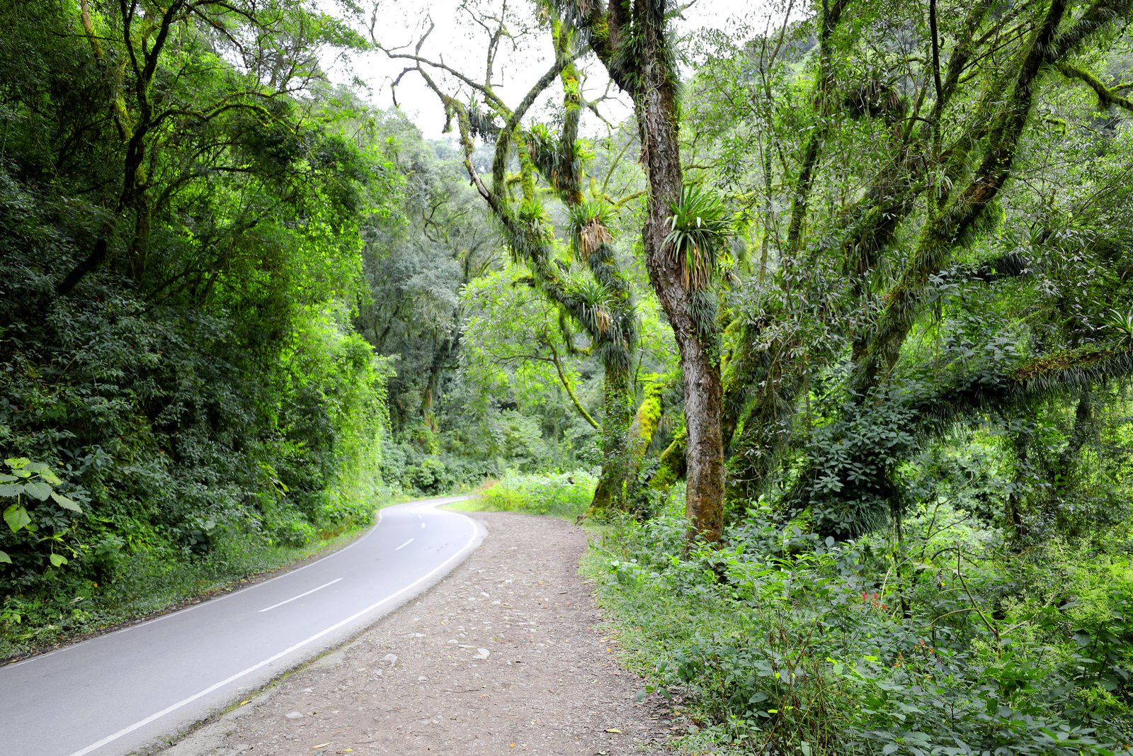 Yungas Cloud Forests, Argentina